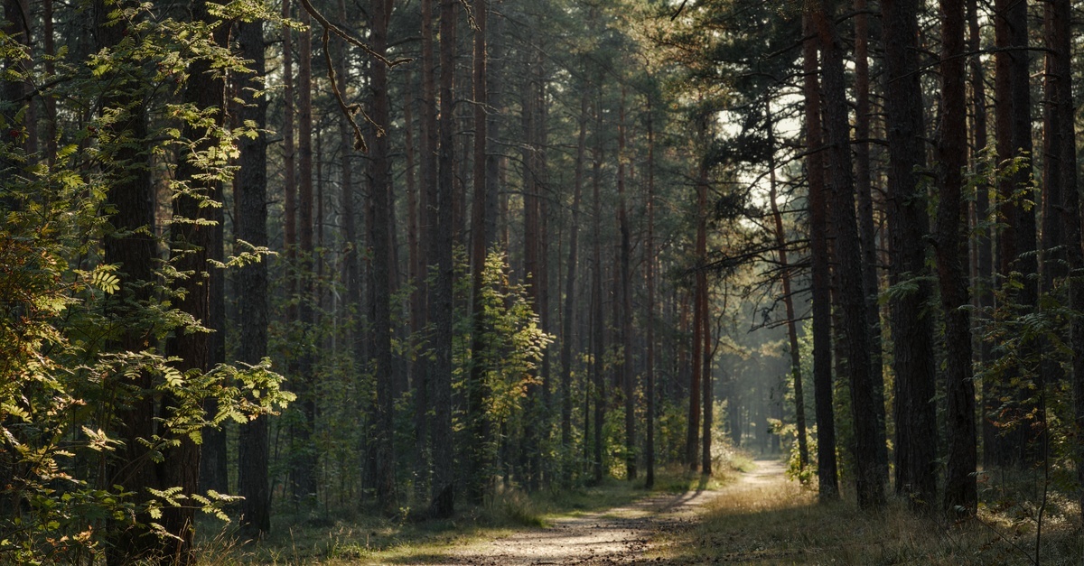 Pod koronami spokoju: leśne kąpiele dla całej rodziny